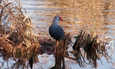 Ria Formosa Natural Park birdwatching segway tour in Faro Island