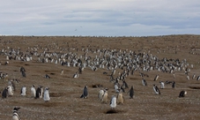 Magdalena Island Tour