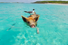 Sette Giorni di Paradiso: Fuga alle Bahamas