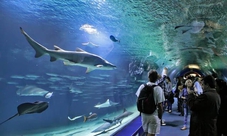 Biglietti combinati per Oceanográfic e Museo della Scienza Principe Felipe