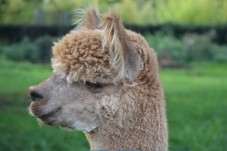 Passeggiata In Compagnia Dei Lama Per Famiglia