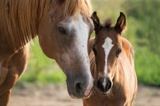 Lezione di Equitazione a Siena e Soggiorno