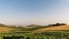 Degustazione Verticale 3 annate | Cantine della Sicilia