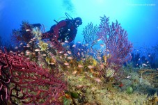 Immersione singola Sicilia Capo Milazzo