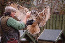 Spiegazione storica sulla falconeria, lezione addestramento rapaci ed escursione nel bosco con il falco