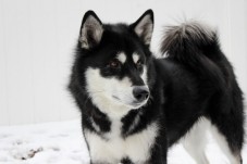 Escursione con cani da slitta sulle Dolomiti