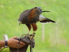 Esperienza di falconeria - 1 giornata & soggiorno 1 notte