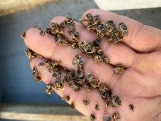 Segreti Della Laguna: Tour Dell’acquacoltura A Chioggia