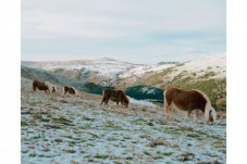 Passeggiata a cavallo sulla neve in Emilia Romagna