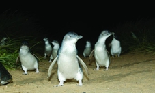 Penguin Parade with Penguins Plus