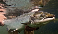 Guided fly fishing in Scotland: Atlantic salmon