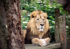 Ingresso per Zoo di Londra e Madame Tussauds