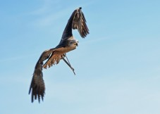 Corso di Falconeria di 3 Giorni in Umbria 