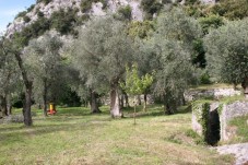 Oliven selbst ernten und Öl pressen
