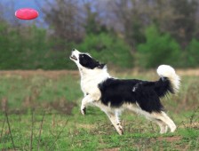 Percorsi cinofili con il proprio cane e scoperta della falconeria nell’Oltrepò Pavese.