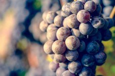 Visita vigne, cantine e degustazione 5 vini 