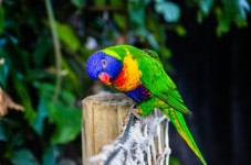 Regalo Coppia di uccellini Diamanti di Gould - Roma