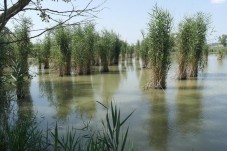 Birdwatching al Lago di Montepulciano