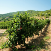 Scopri i Sapori dell’Umbria: Degustazione Vini a Perugia e Lago Trasimeno