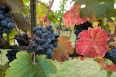 Tour della cantine, degustazione e tagliere con specialità toscane vicino a Firenze