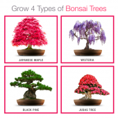 Coltiva il tuo Bonsai Starter Kit 