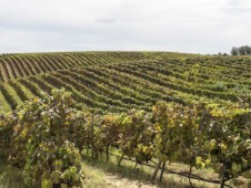 Passeggiata a Cavallo e Aperitivo sui Colli Bolognesi per Due