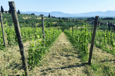 Visita in Cantina con Degustazione a Prato