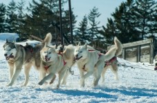 Escursione con cani da slitta sulle Dolomiti