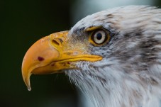 Corso di Falconeria di 3 Giorni in Umbria 