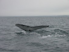 WHALE WATCHING- LIGURIA