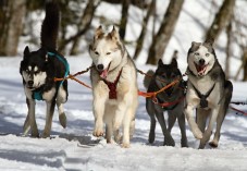 Esperienza su slitta trainata da Husky