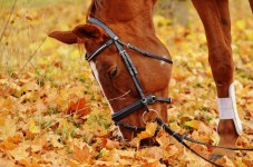 Trekking a Cavallo di 2 giorni in Tenda per quattro persone