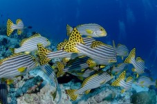 Biglietti open per l'Acquario di Genova e visita guidata dei Palazzi dei Rolli