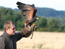 Dimostrazione Falconeria & soggiorno 1 notte