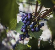 Tour dei Celebri Vini di Puglia