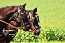 Passeggiata In Carrozza Per 3 Persone