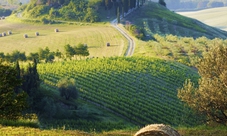 Oil Production Tour from the Chianti Classico Area with Lunch in a Local Restaurant