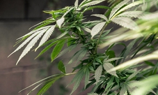 Tour a piedi tra coffee shop e marijuana