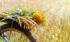 Tour in bicicletta nel Chianti da Siena con pranzo leggero e degustazione di vini