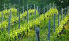 Gavi wine tasting and winery tour in southern Piedmont