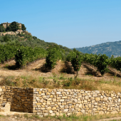 Scopri i Sapori dell’Umbria: Degustazione Vini a Perugia e Lago Trasimeno