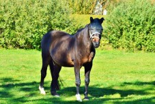 Passeggiata a Cavallo Ravenna 