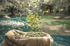 Raccolta delle olive con i produttori locali