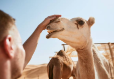 Safari mattutino nel deserto di Abu Dhabi con giro in cammello