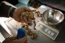 Ricerca di tartufi con degustazione inclusa in Toscana