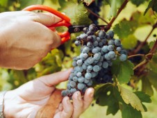 Tour e Degustazione 3 vini a scelta