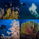 Immersione Battesimo del Mare Puglia 