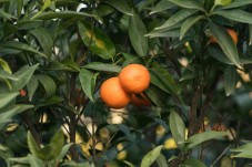 Albero Clementine di Calabria 10kg