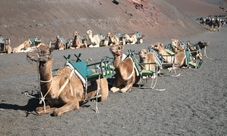 Visita guidata al Timanfaya National Park e biglietti d'ingresso