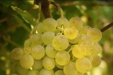Degustazione vini e visita cantina in Sardegna
